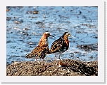 ruffs suokukot 7192 * 740 x 570 * (417KB)